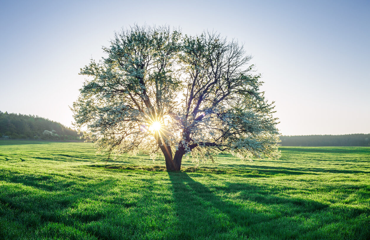 The Newness of Life